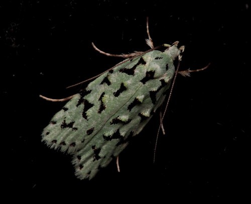 Lichen tuft moths (Izatha)