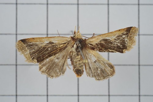 Rhynchaglaea (Rhynchaglaea)