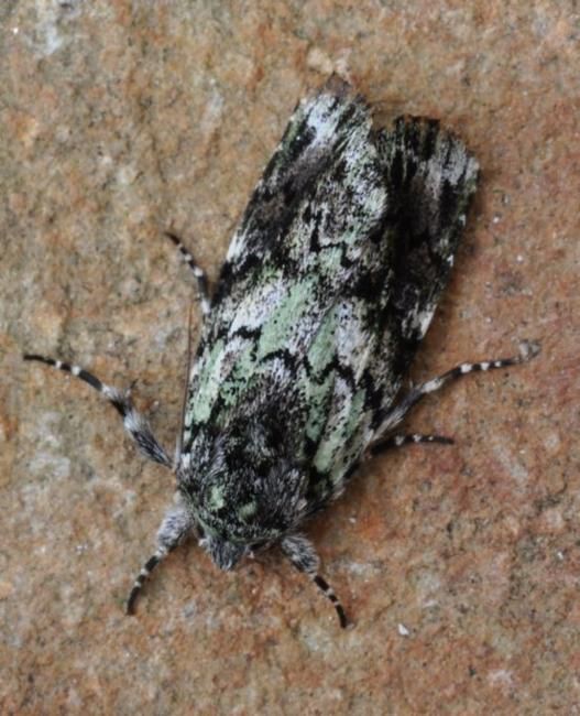 Prometopus (Prometopus)