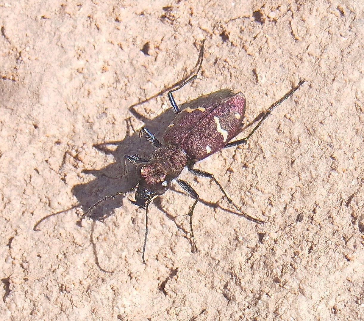 Wood Tiger Beetle