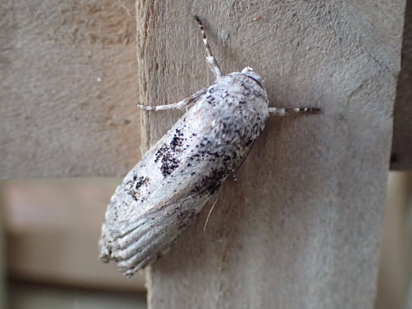 Cryptophasa (Cryptophasa)