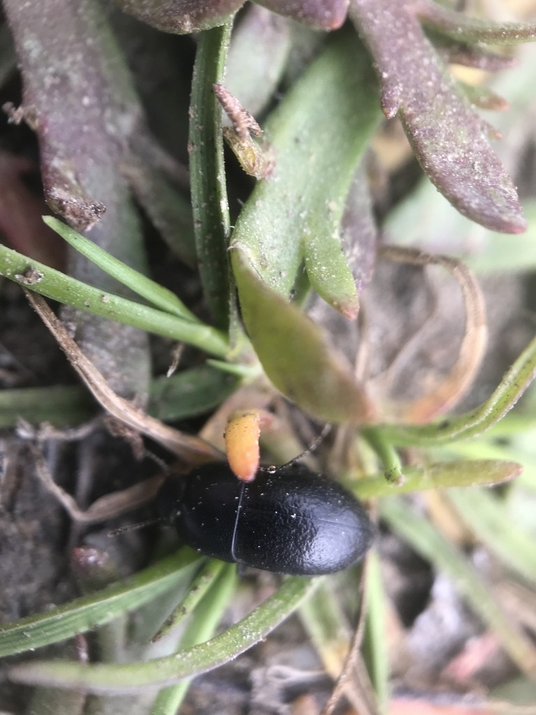 Coniontis (Coniontis)