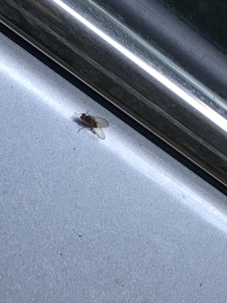 Flat-footed flies (Platypezidae)