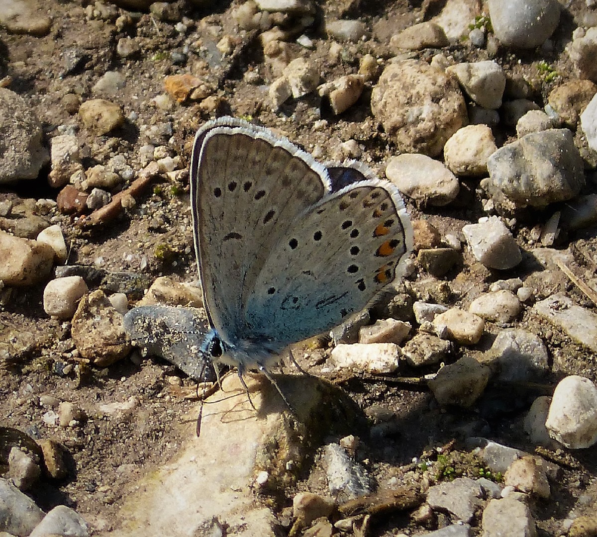 Amanda'S Blue
