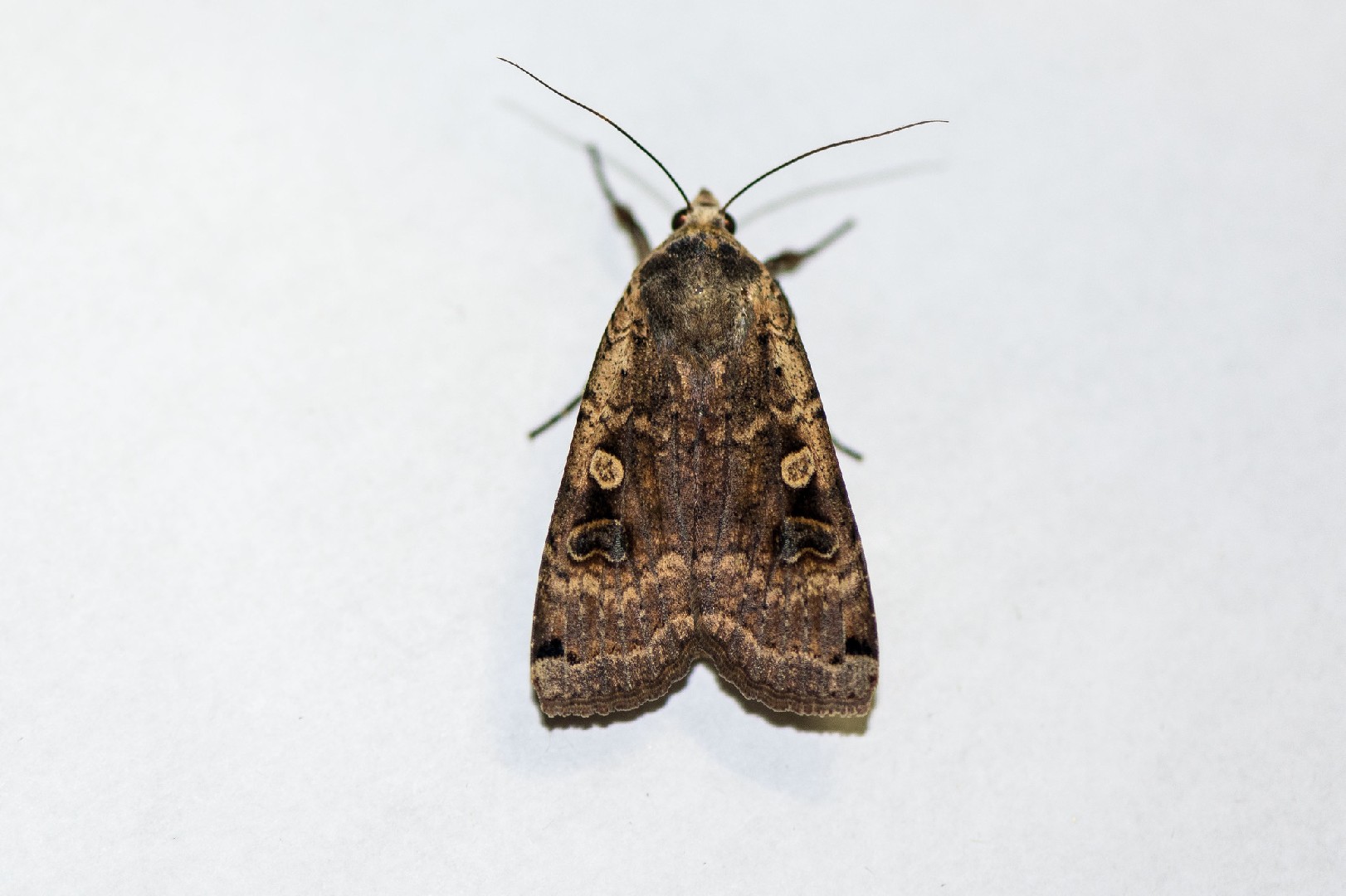 Cryptocala (Cryptocala)