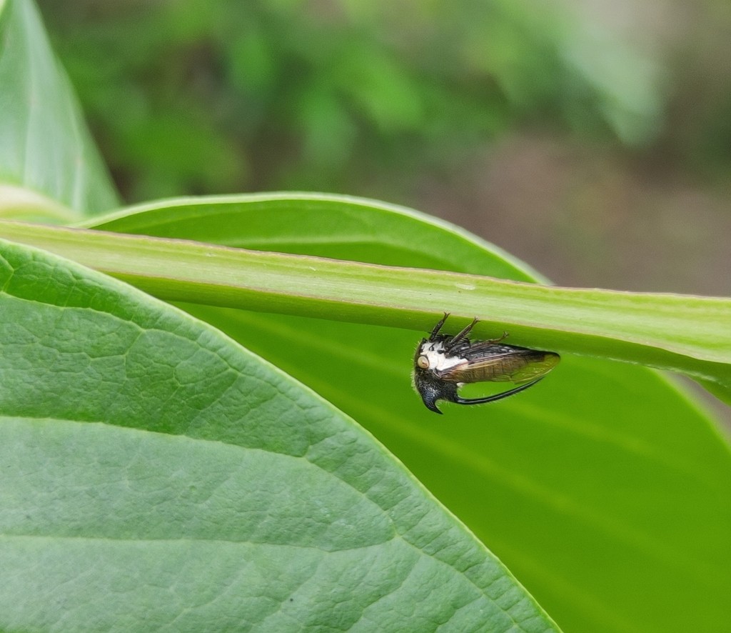 Leptocentrus (Leptocentrus)