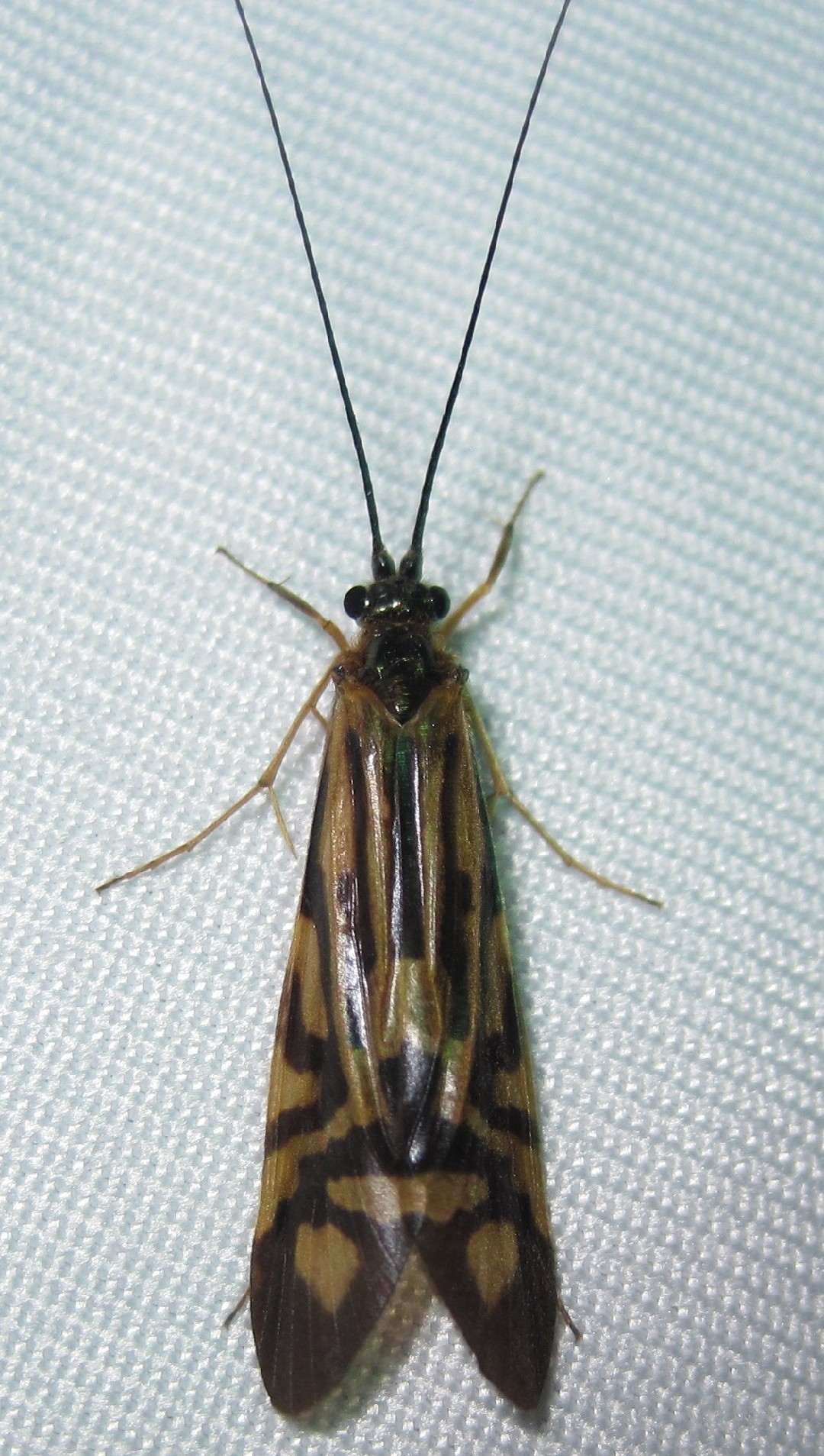 Macrostemum (Macrostemum)