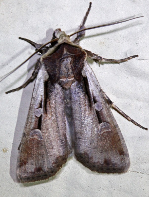 Hemieuxoa (Hemieuxoa)