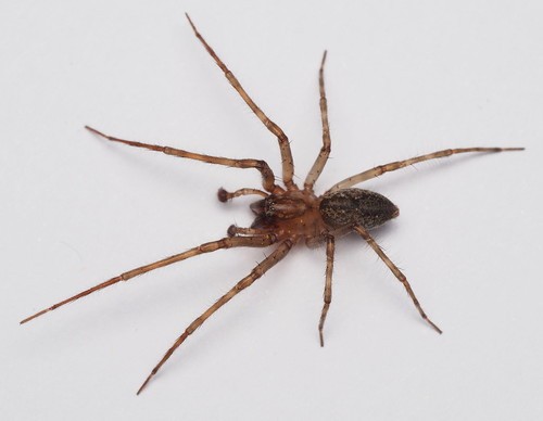 Nuisiana arboris (Nuisiana arboris) - Picture Insect