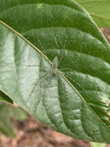 Northern lined hygropoda