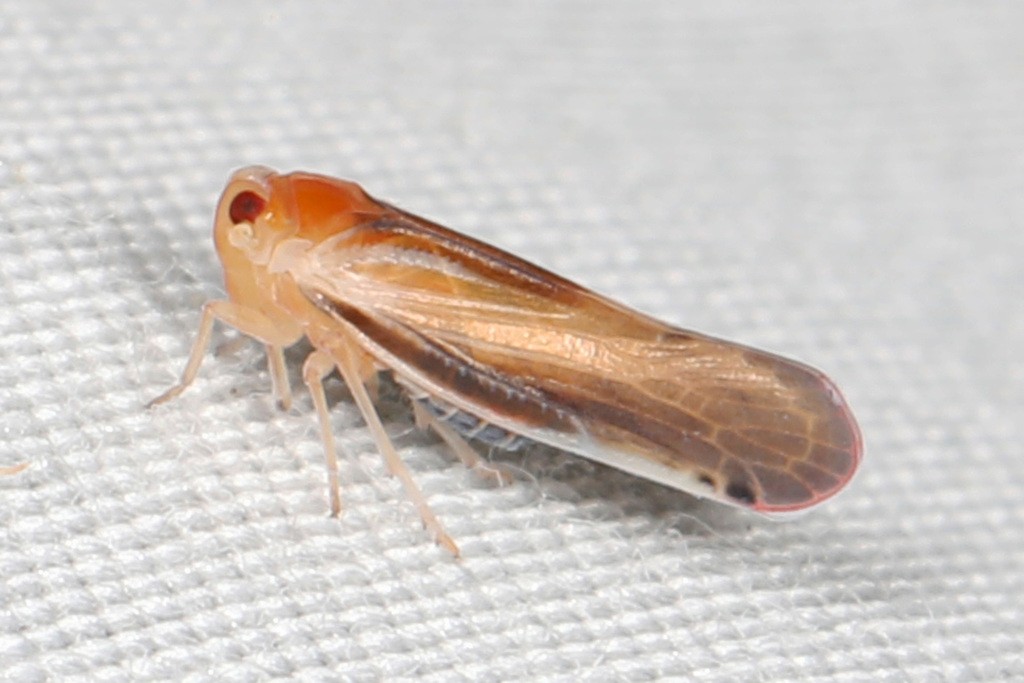 Omolicna (Omolicna)