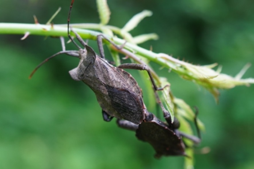 Molipteryx (Molipteryx)