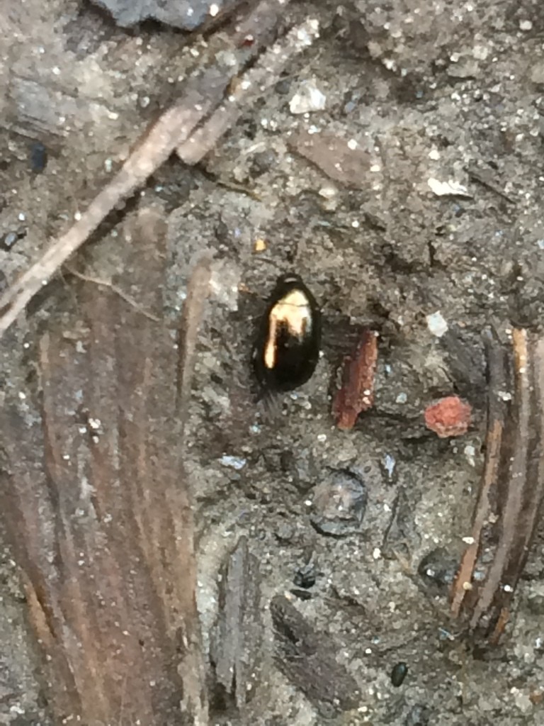 Dibolia (Dibolia) Picture Insect