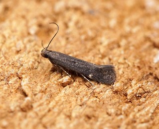 Aproaerema (Aproaerema)