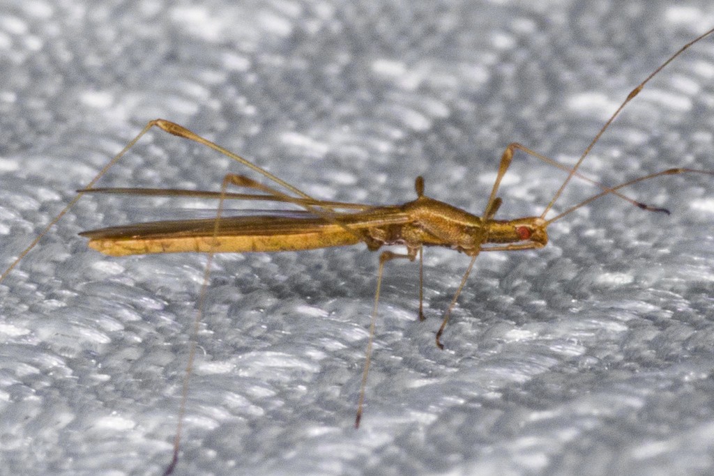 Neoneides (Neoneides)