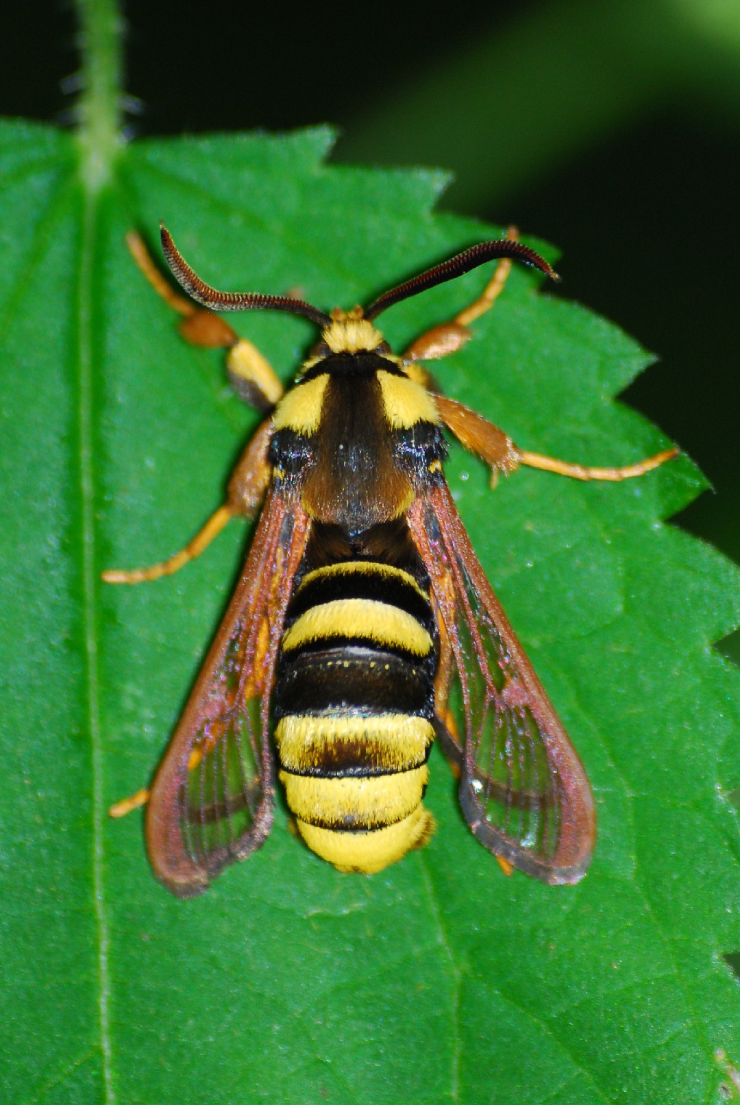 Стеклянница на крыжовнике. Trochilium apiformis.