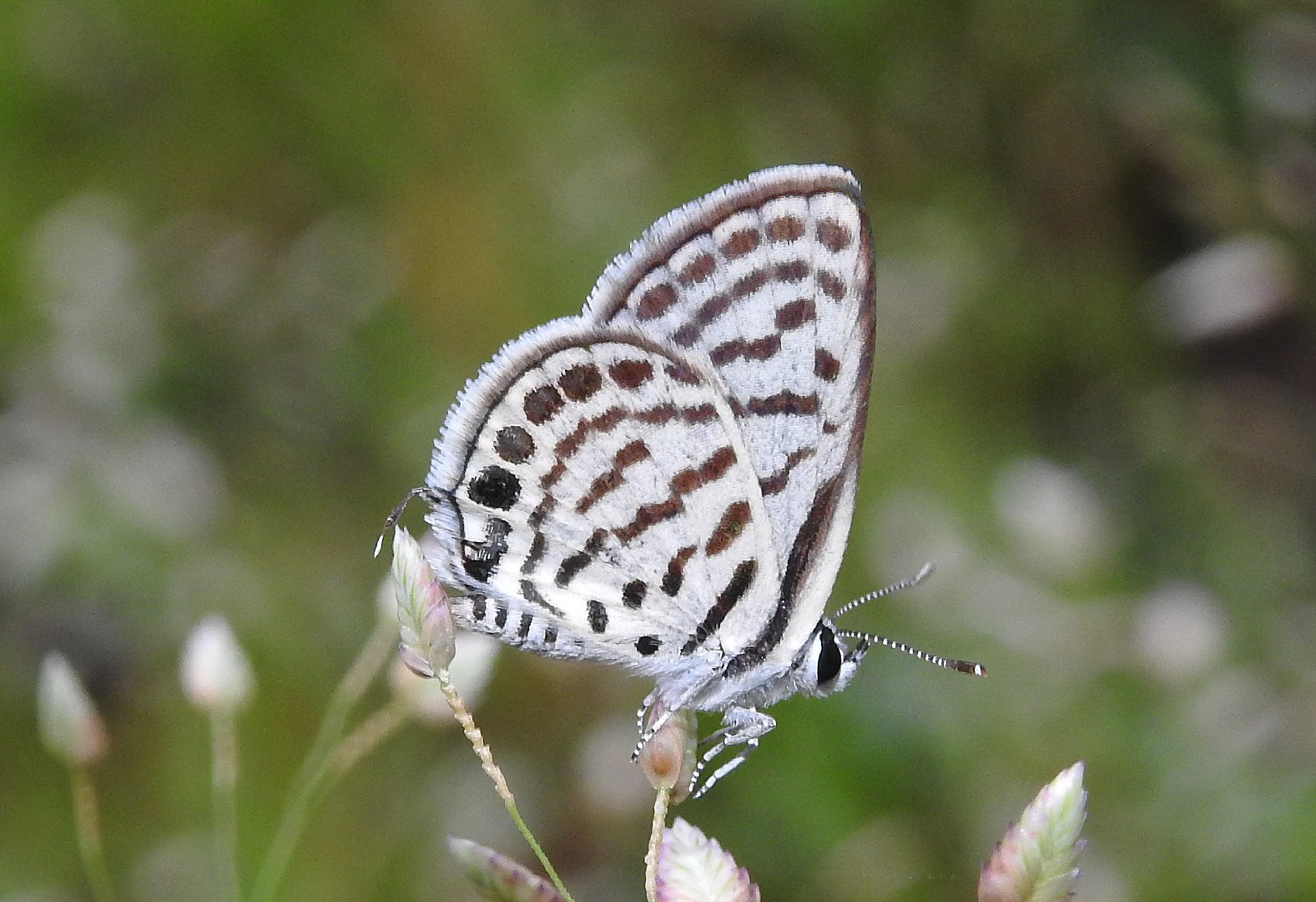 Blue pierrots (Tarucus)