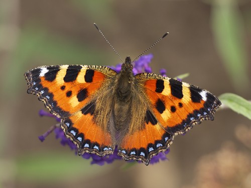 Удивительные создания — бабочки | Статья в журнале «Юный ученый»