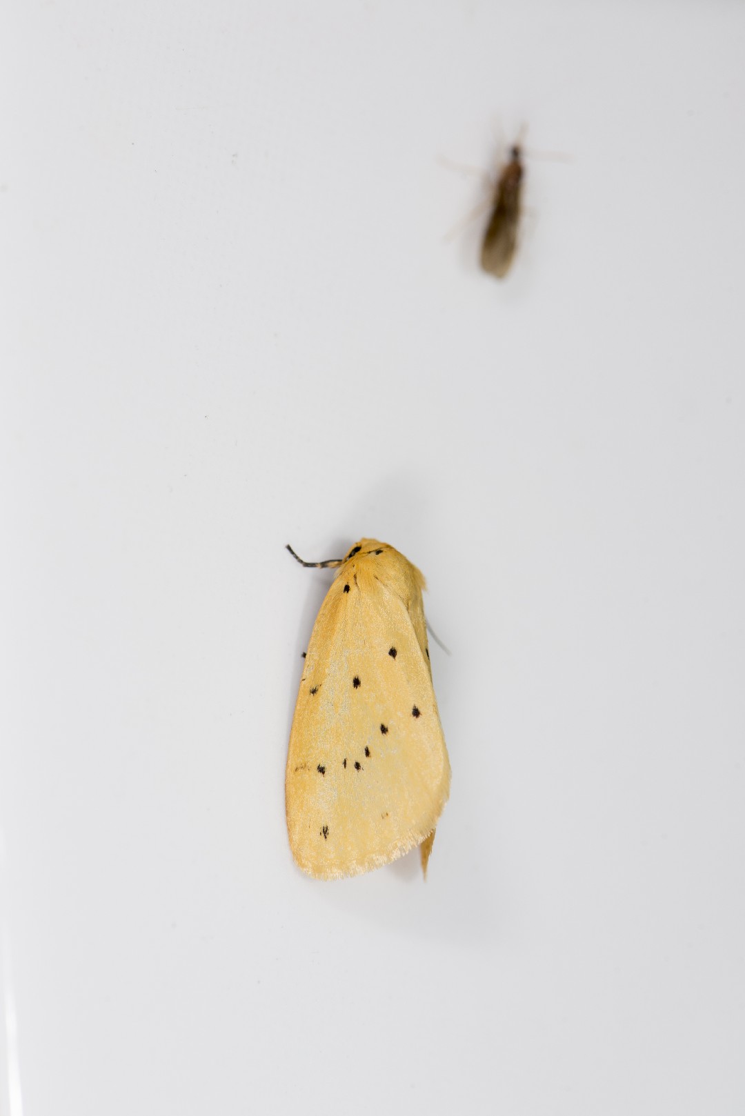 Stigmatophora (Stigmatophora)