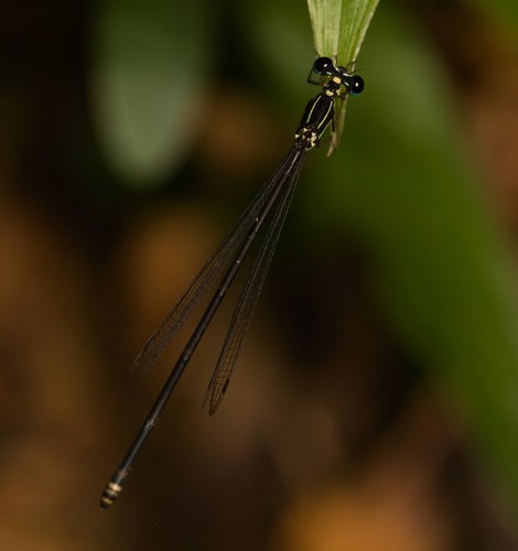 ルリモントンボ属 (Coeliccia)