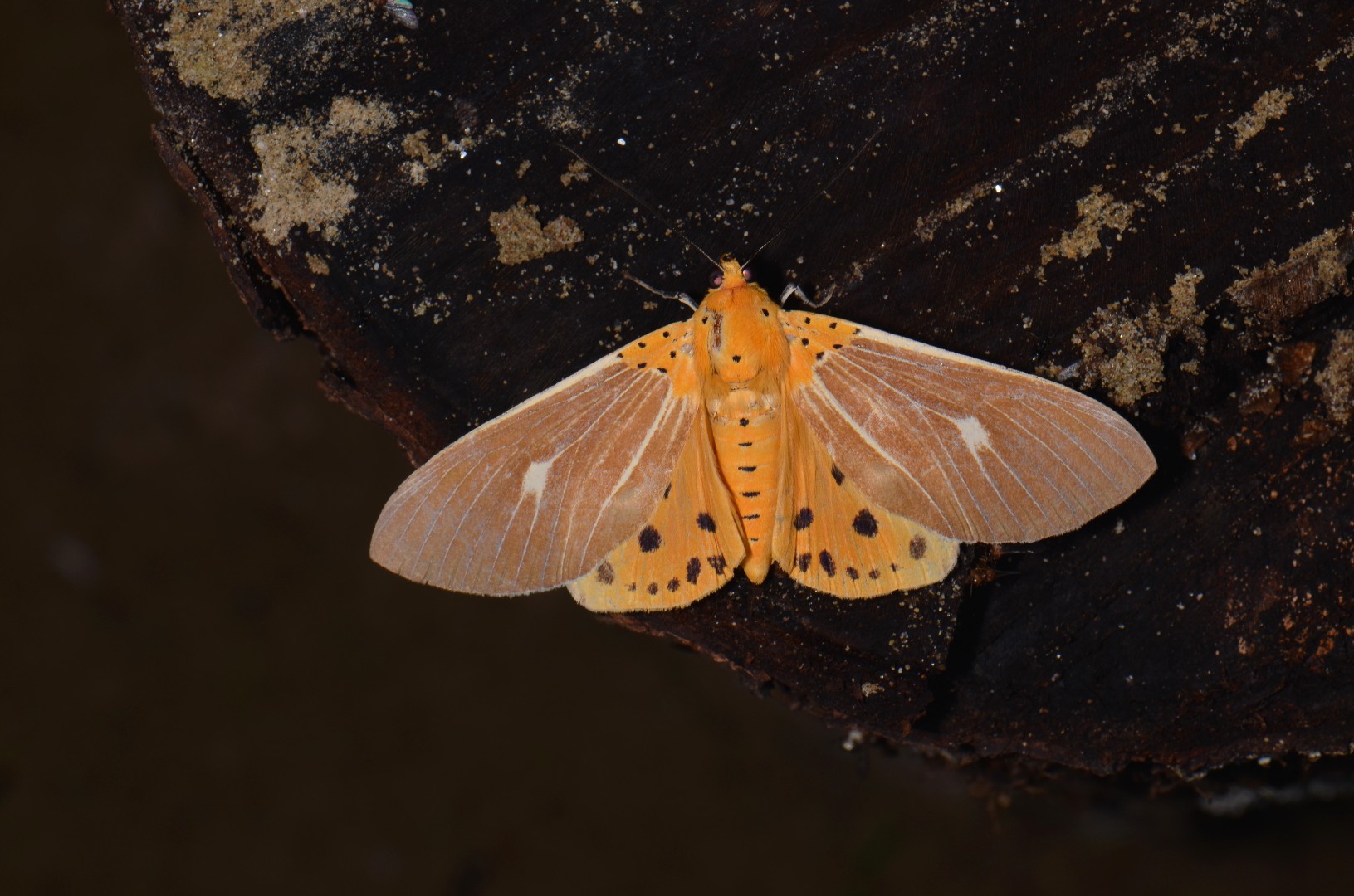 Tropical tiger moth How to identify it? - Picture Insect