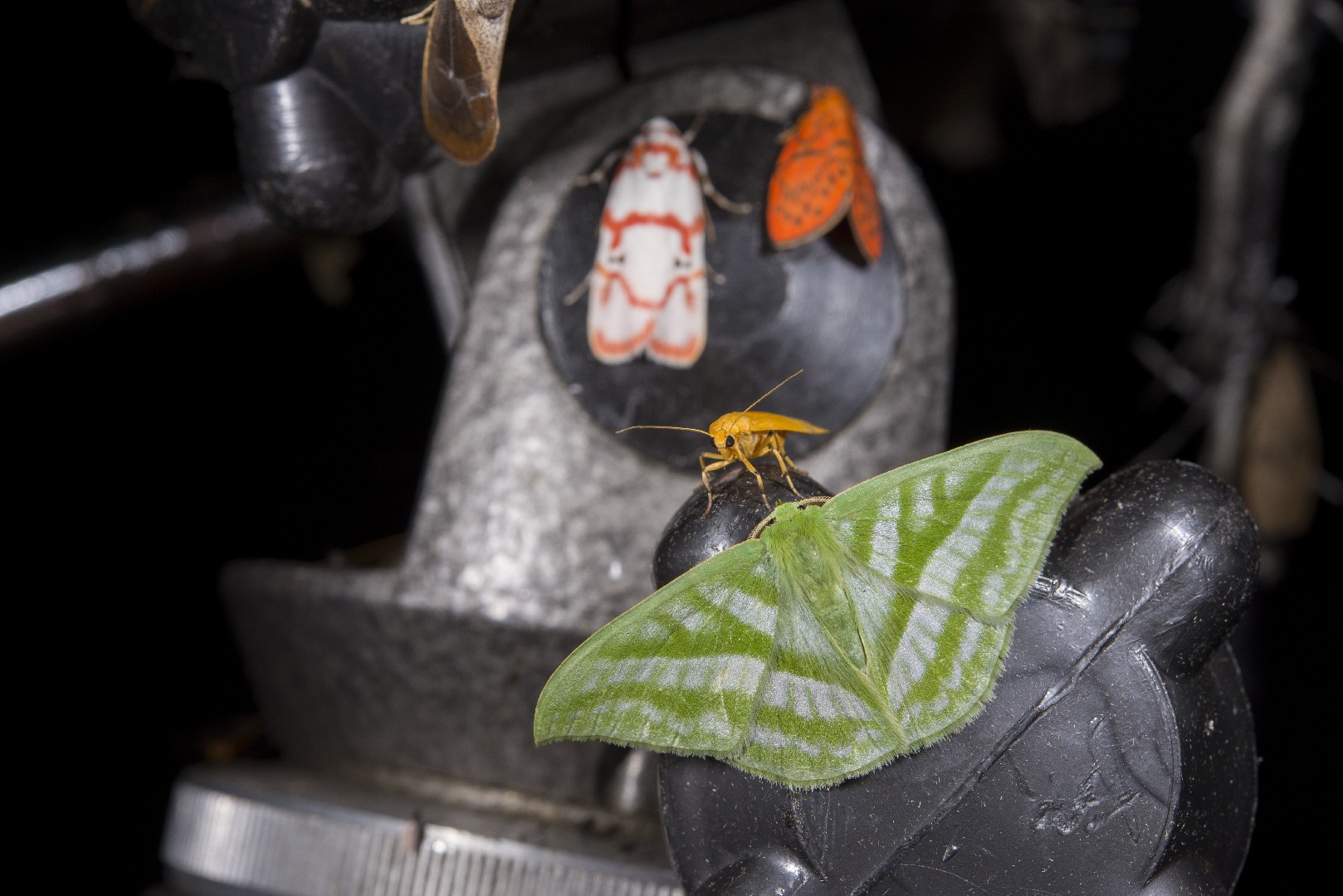 Mixochlora (Mixochlora)