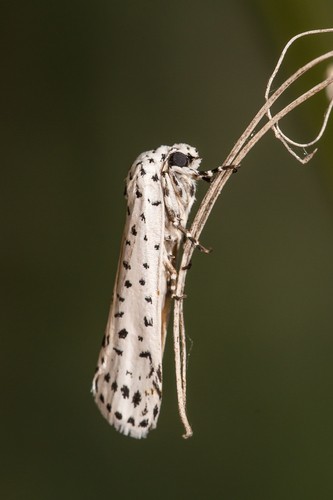 Cerathosia (Cerathosia)