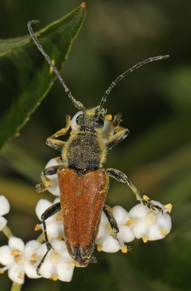 Brachyleptura (Brachyleptura)