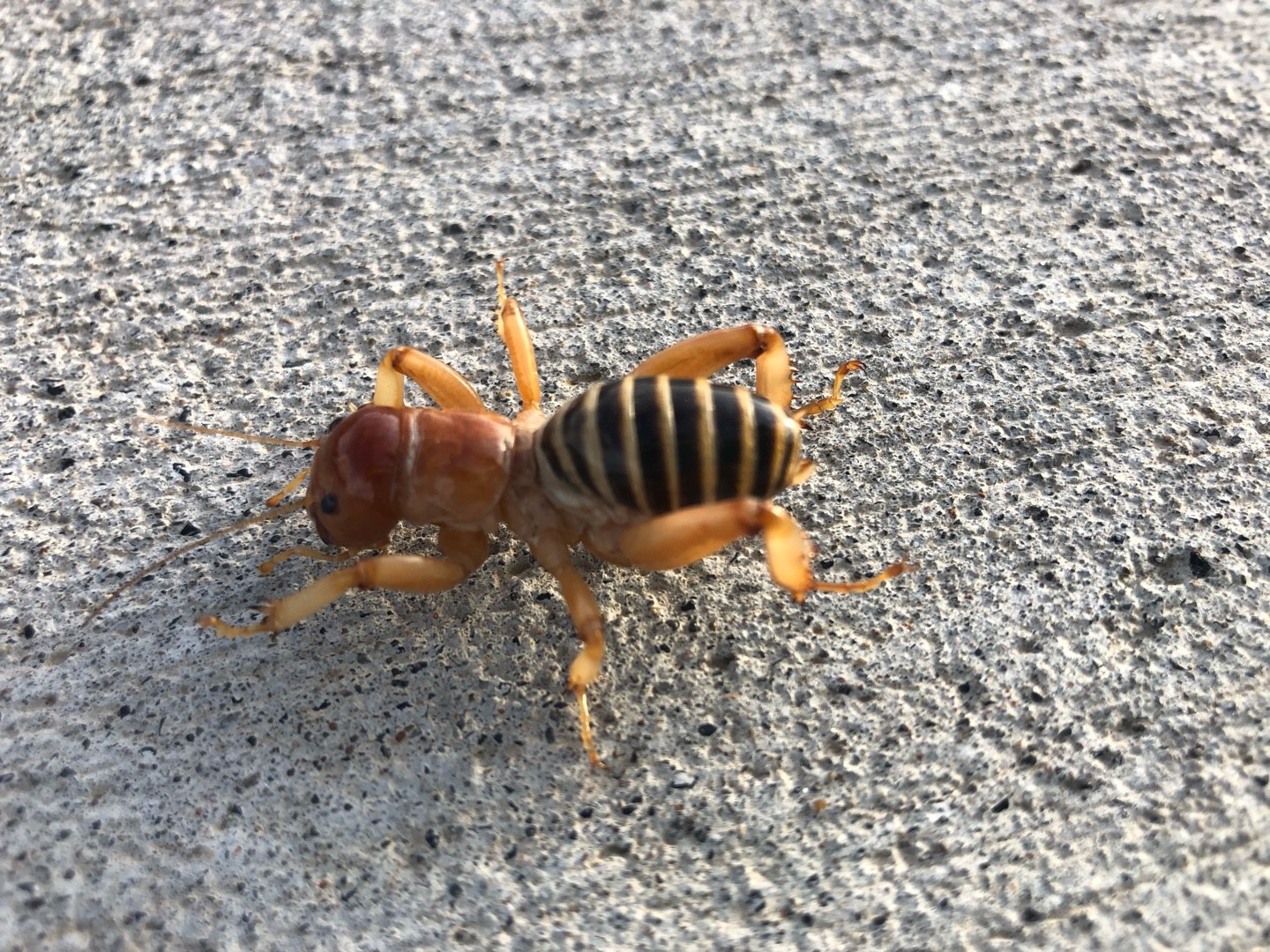 Jerusalem crickets (Stenopelmatus)