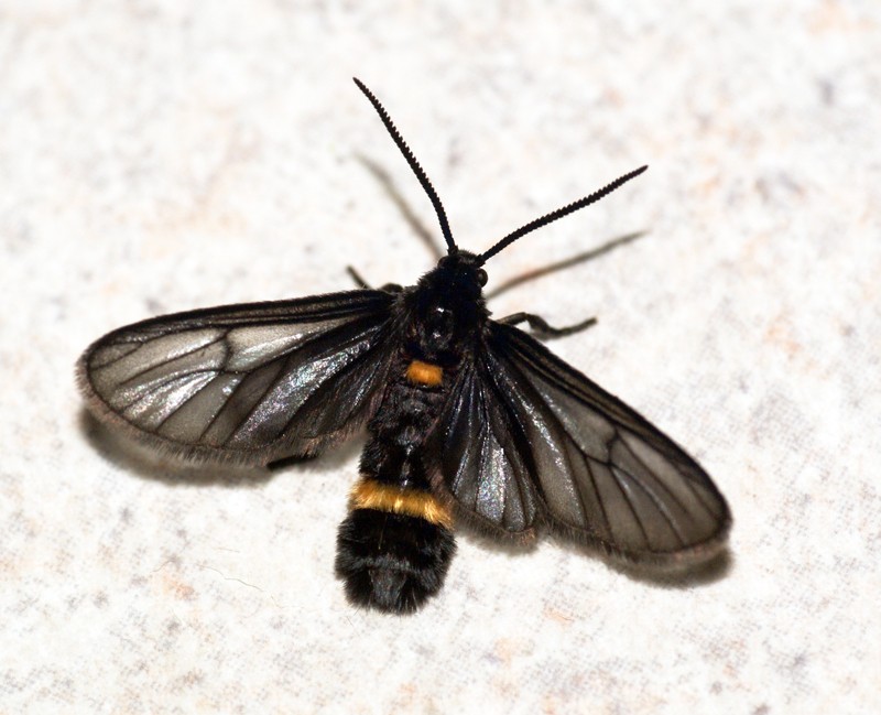 Psichotoe (Psichotoe)