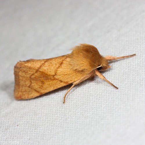 Zosteropoda (Zosteropoda)