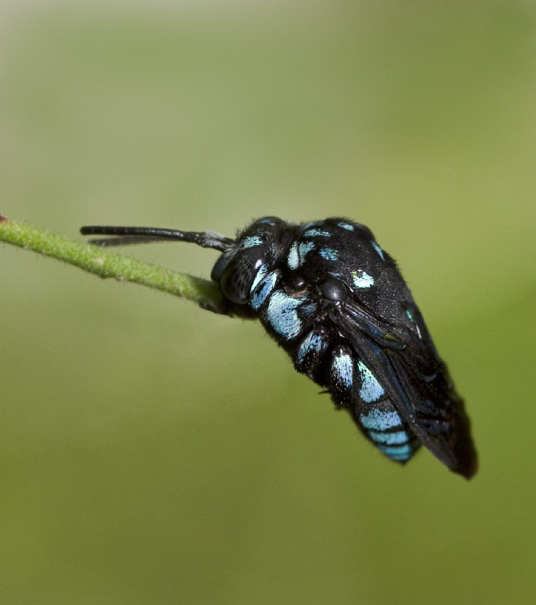 Fleckenbienen (Thyreus)