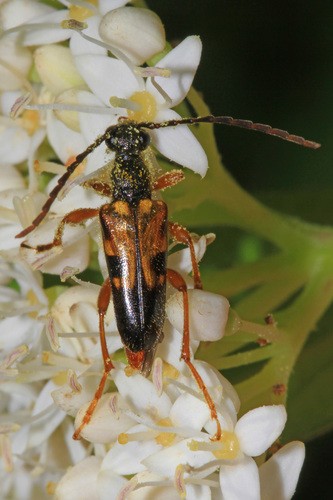 Xestoleptura (Xestoleptura)