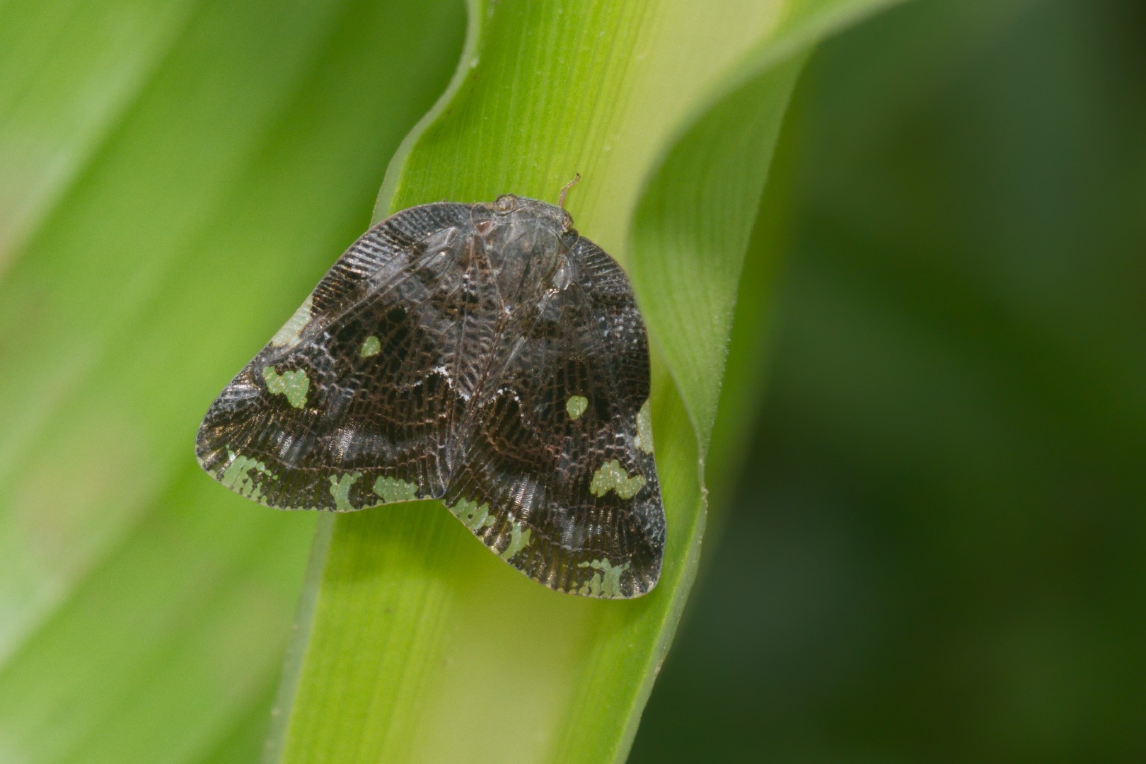 Black planthopper