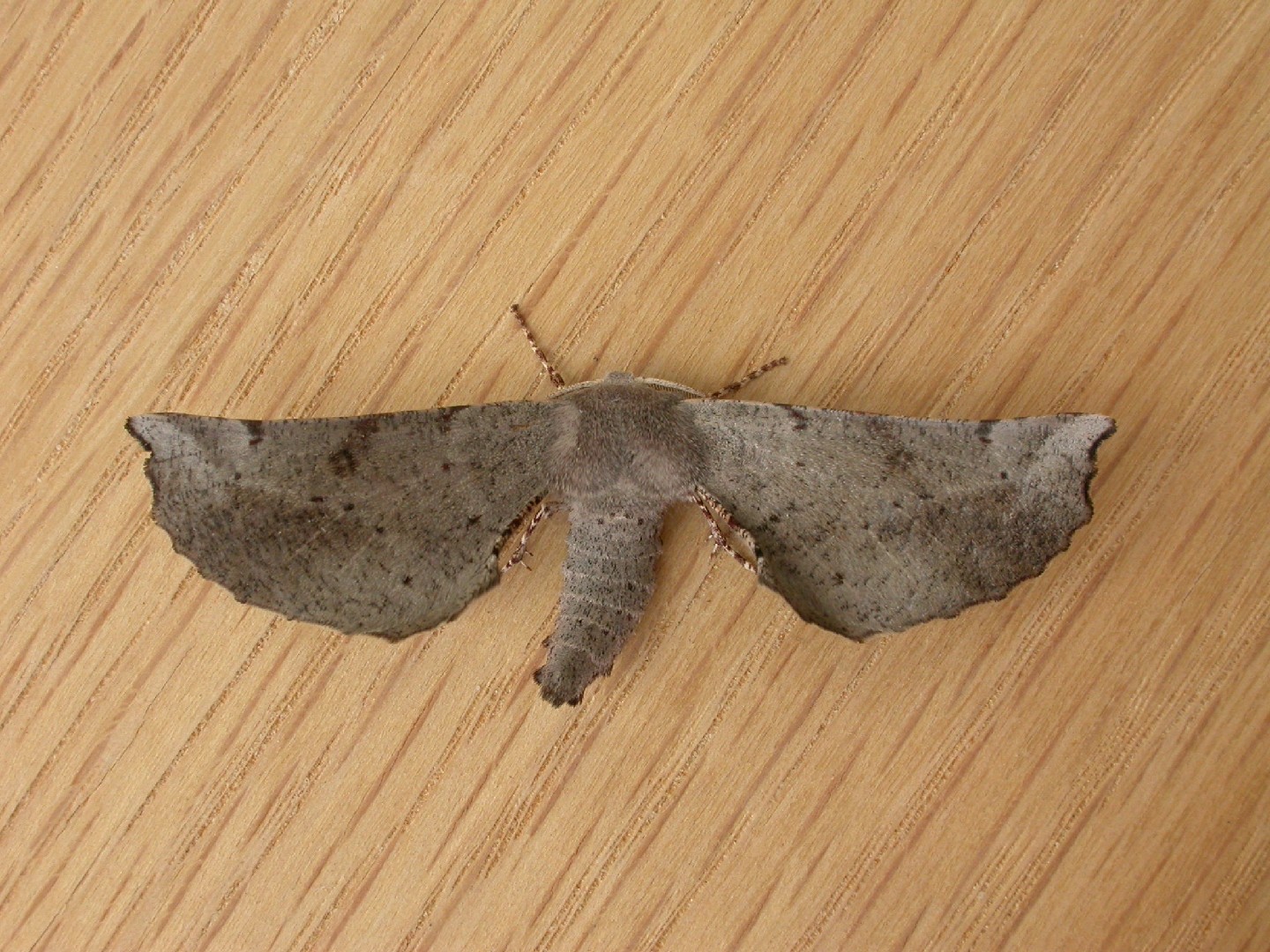 Circopetes (Circopetes)