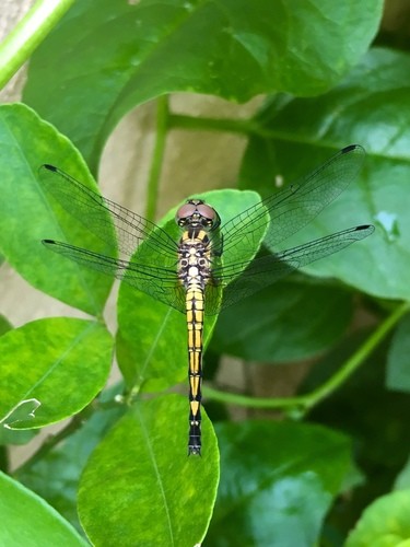 Trithemis (Trithemis) - Picture Insect