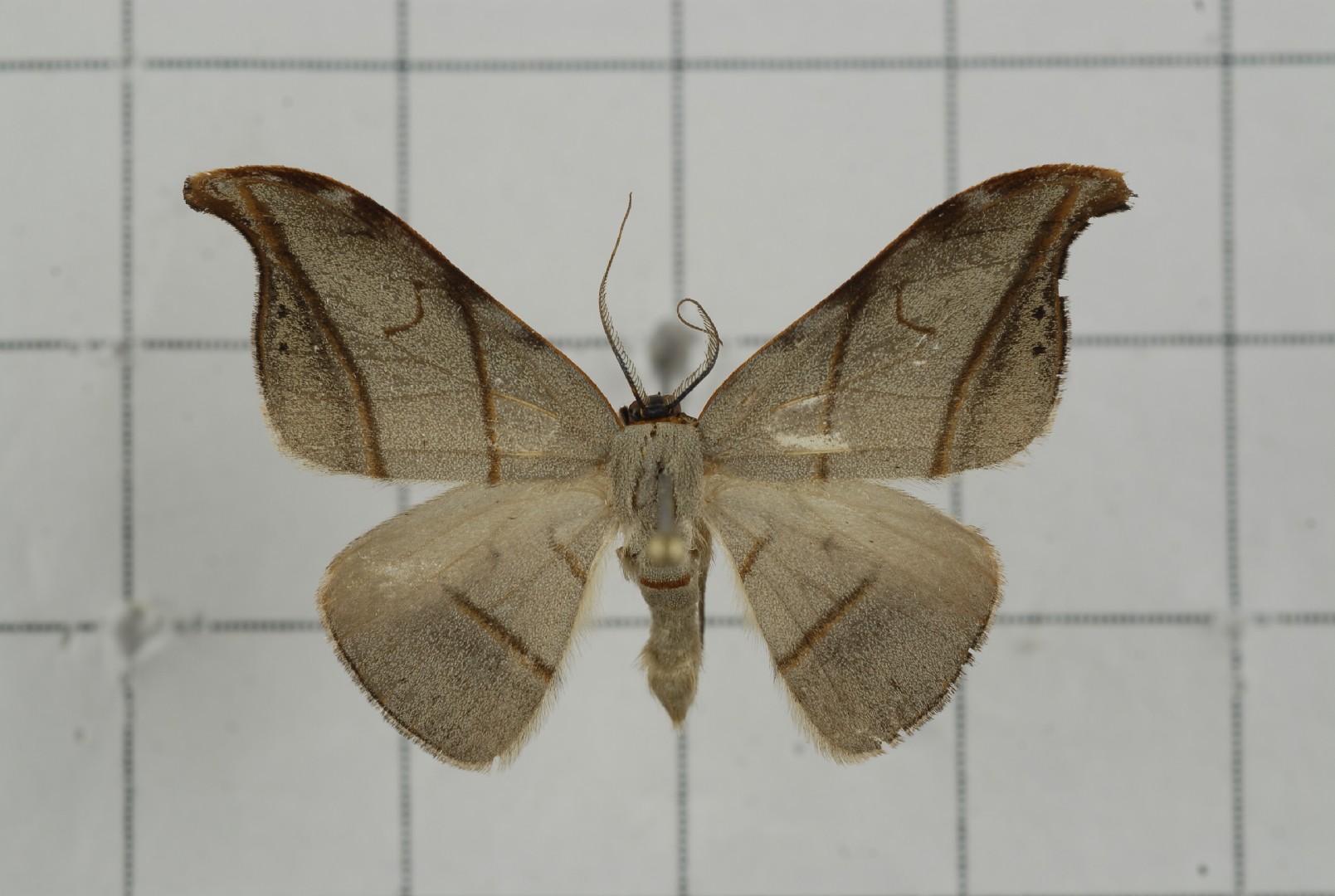 Nordstromia (Nordstromia)