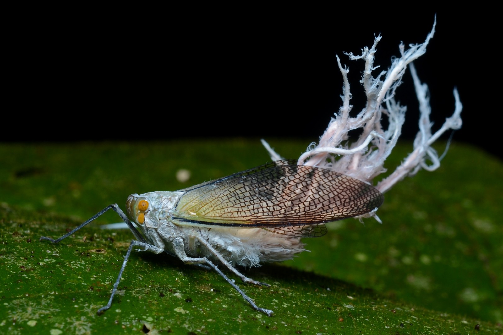 Pterodictya reticularis (Pterodictya reticularis) - Picture Insect