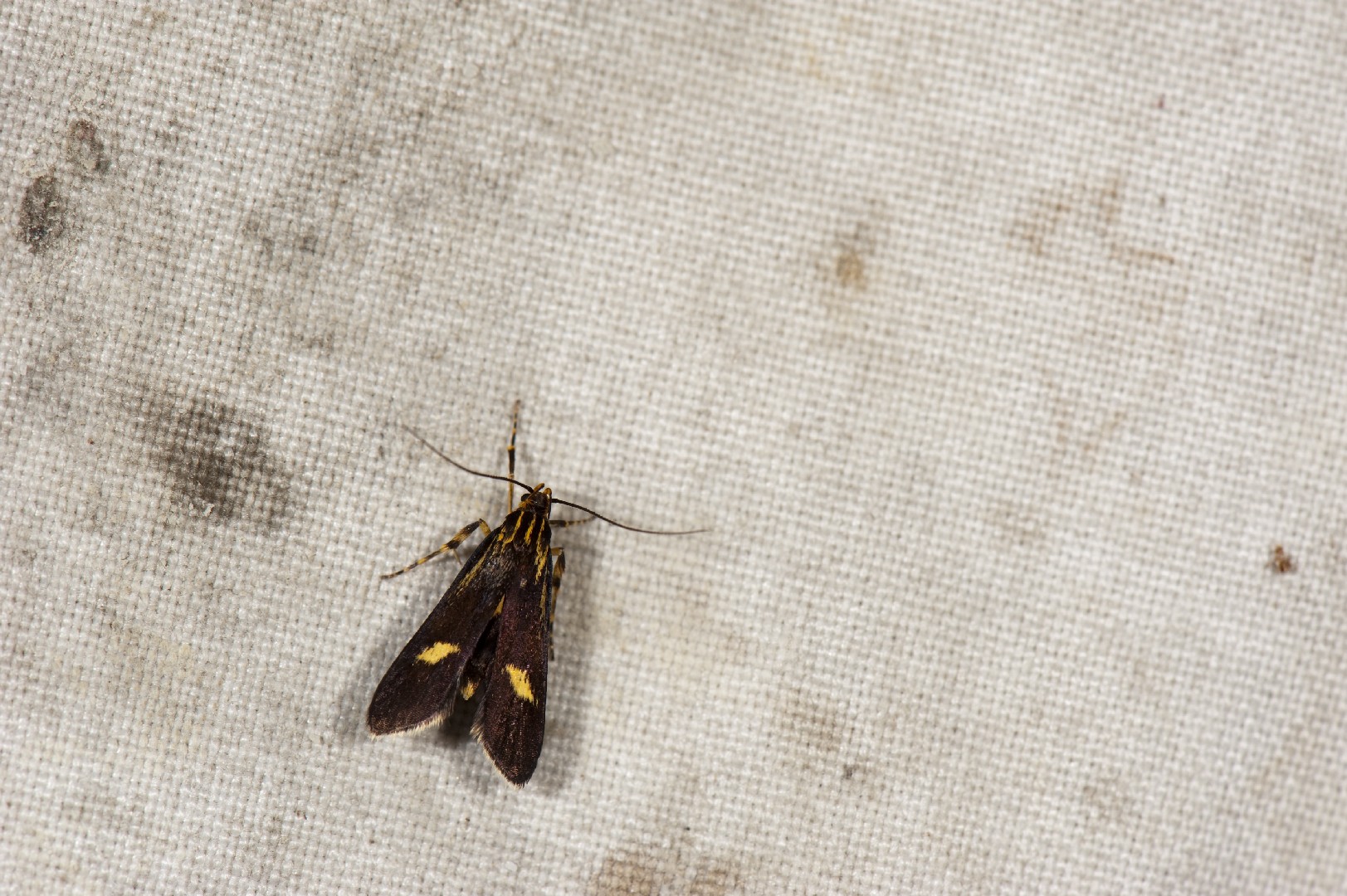 Lysipatha (Lysipatha)