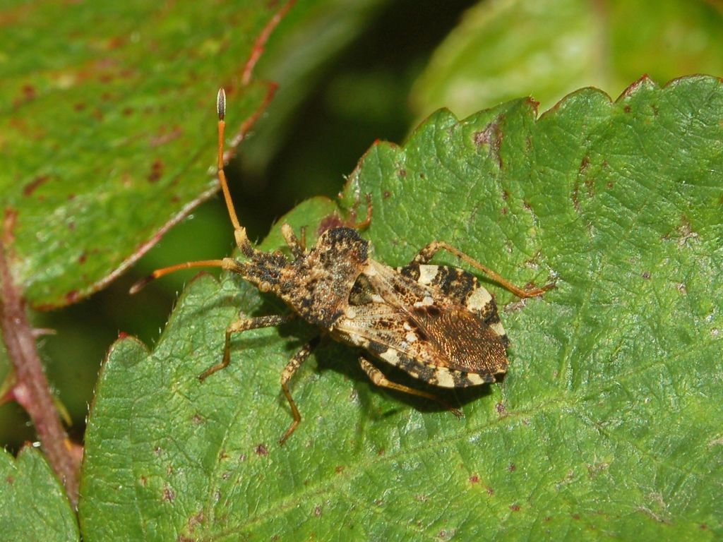Centrocoris (Centrocoris)