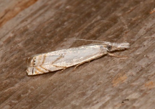 Sod webworms (Crambus)