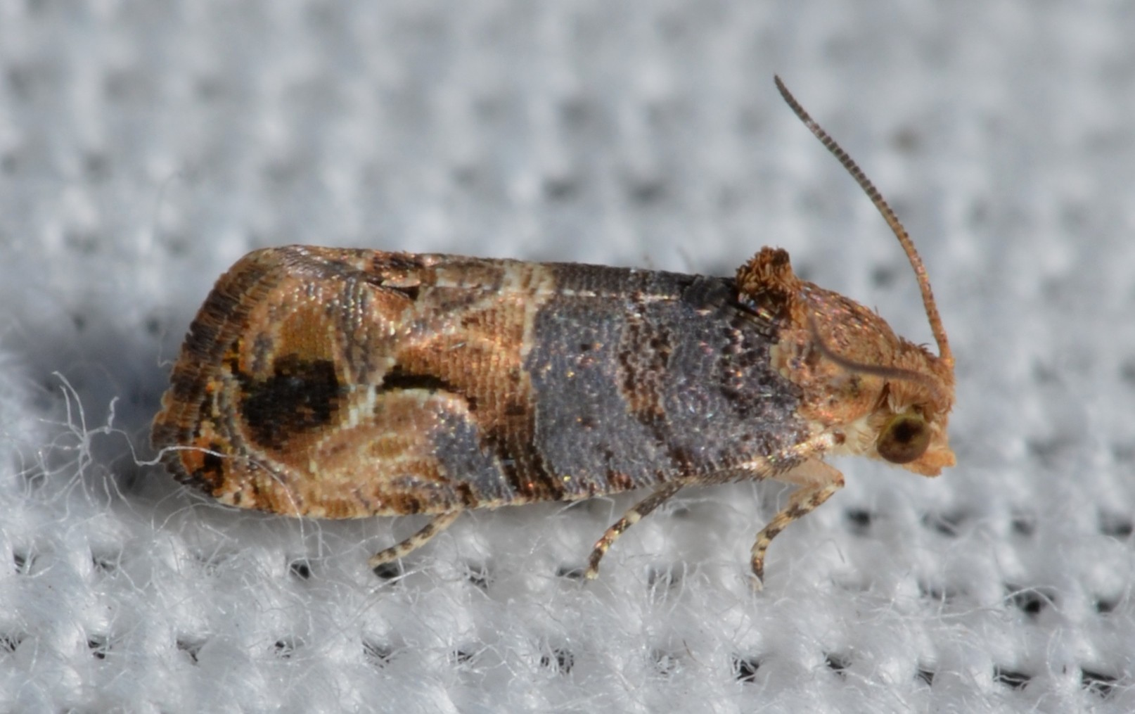 Paralobesia (Paralobesia)