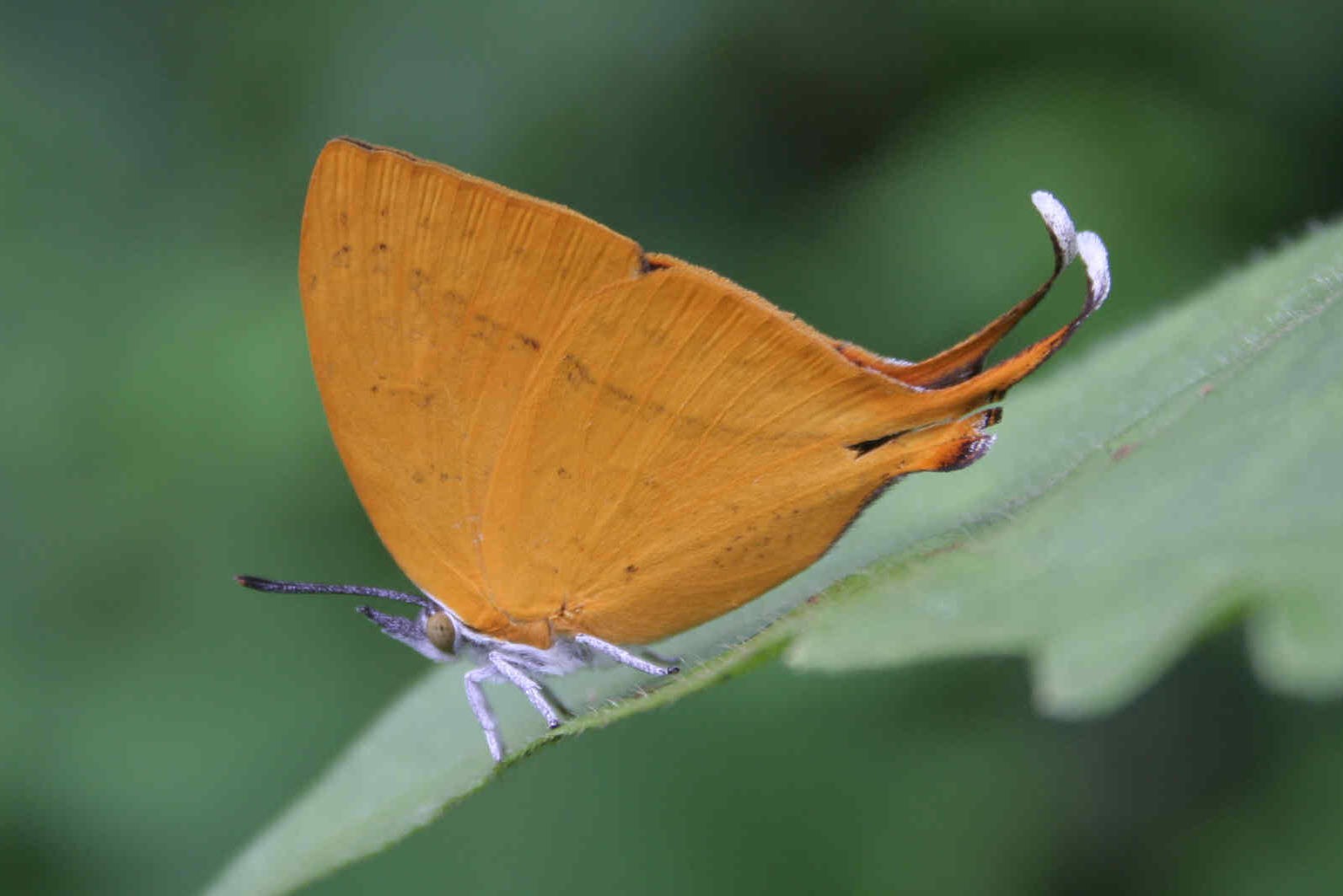 Yamfly
