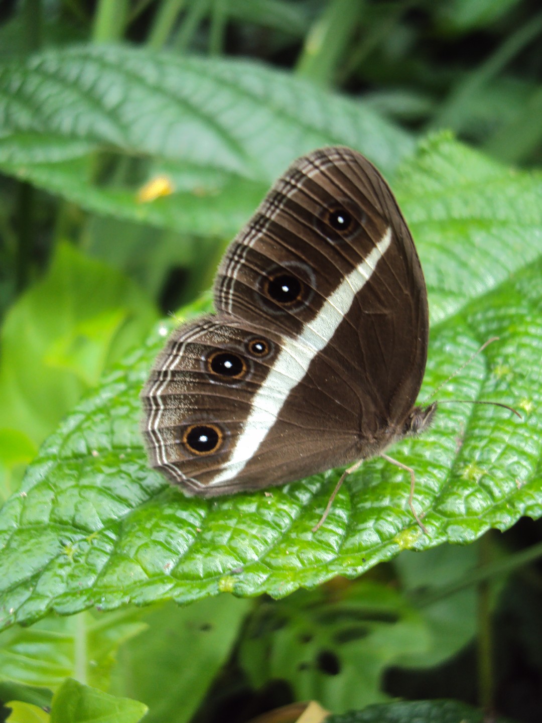 Orsotriaena medus (Orsotriaena medus) - Picture Insect