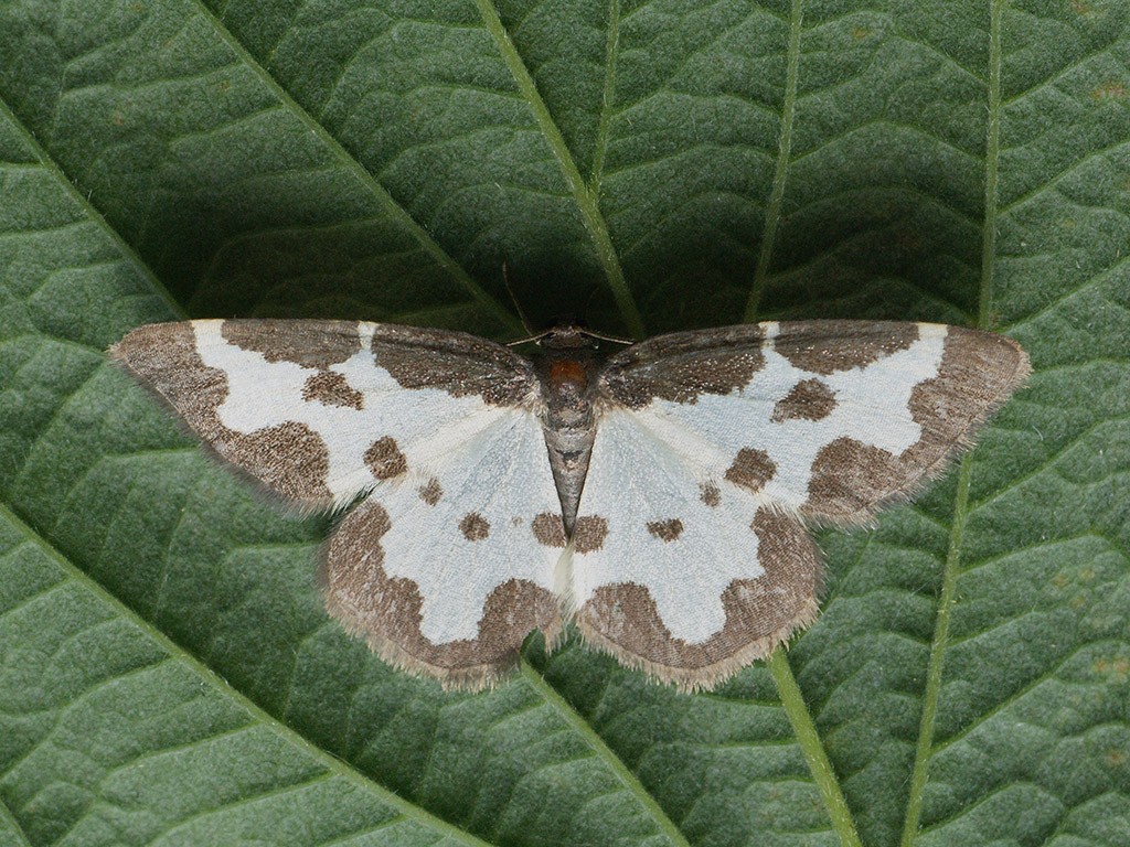 Lomaspilis (Lomaspilis)