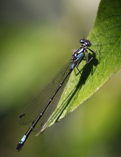 Zoniagrion (Zoniagrion)