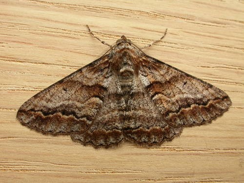 Gastrinodes (Gastrinodes)