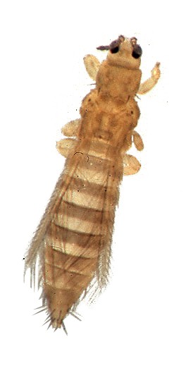 Trips Jpg Insect Trips de la cebolla (Thrips tabaci) - Picture Insect