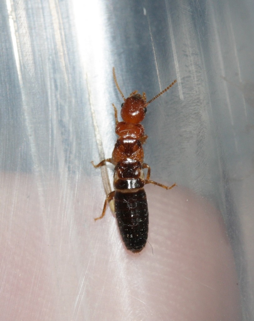 Incisitermes minor (Incisitermes minor) - Picture Insect