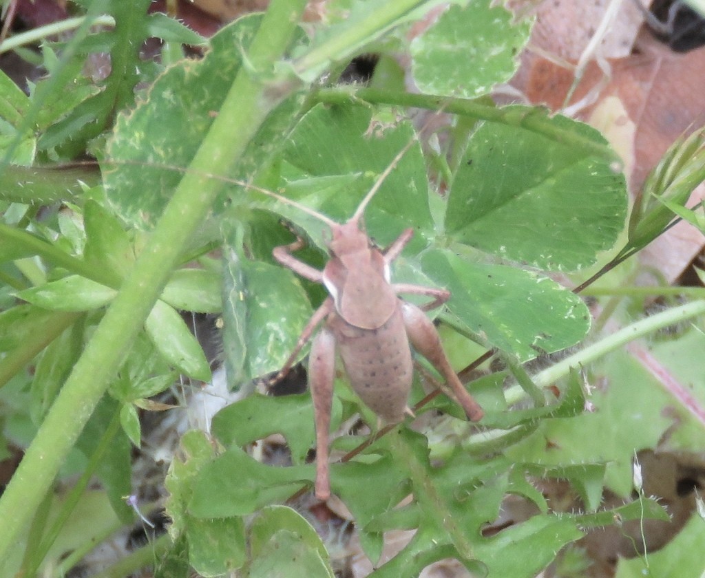 Кузнечик серый (Decticus verrucivorus) - Picture Insect